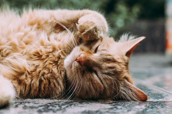Cat photo 7